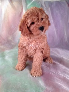 Red Female Cockapoo Ready 1/12/13. Cockapoo Puppy for Sale #23 |Cockapoo Breeders 2012